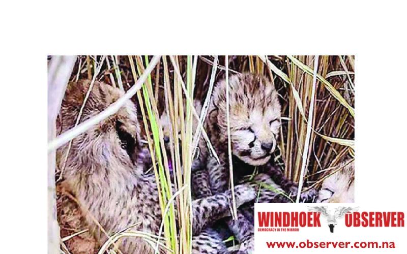 Namibian cheetah gives birth to five cubs in India