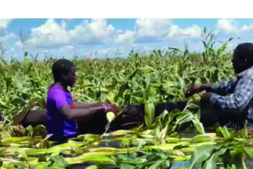 Zambezi farmers scramble to save crops from floods 