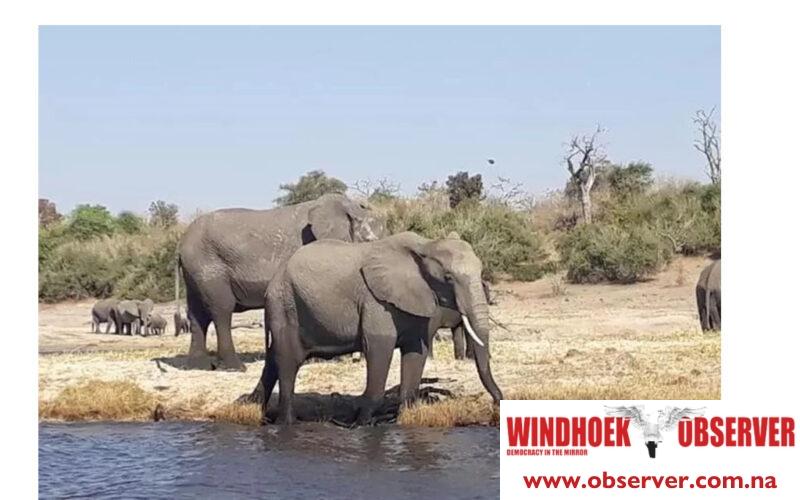 GRN sanctions culling of 723 animals to support drought relief efforts