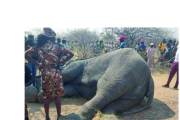 MEFT defends decision to put down elephant near Onawa