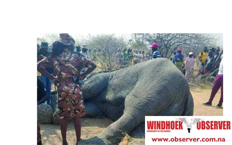 MEFT defends decision to put down elephant near Onawa