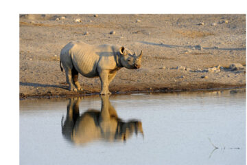 MEFT outlaws drones in Etosha 