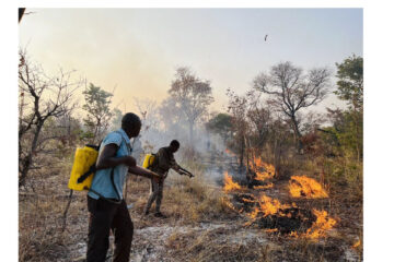 ‘We have to protect what we have left’: Guardian of the forests – Benita Kaghuvi’s mission to stop the flames