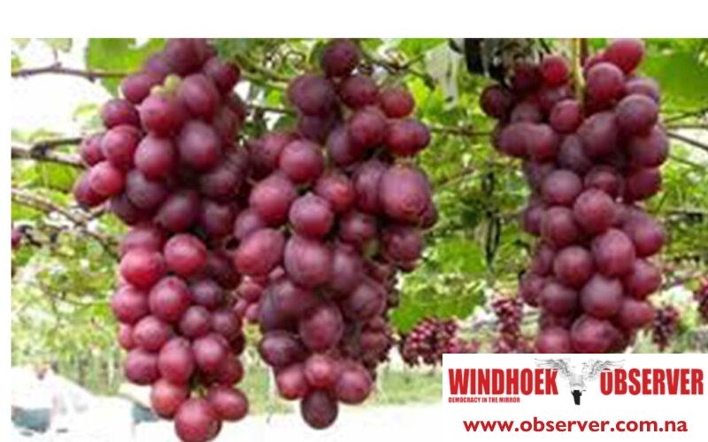 Otjimbele grape project aims to fill gaps in Namibia