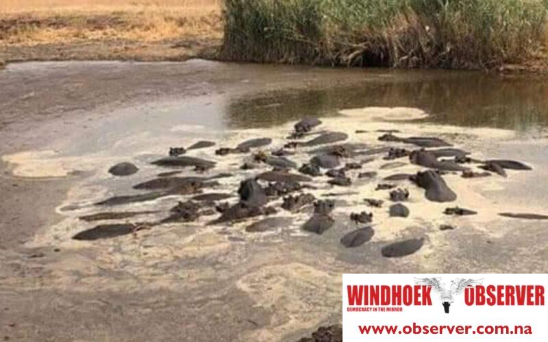 Hippos saved by decisive action