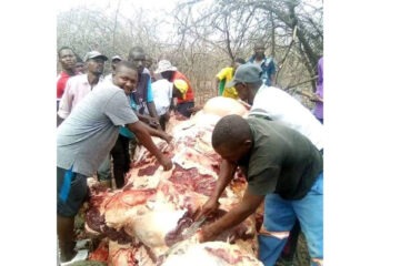Community hunting yields over 250 tonnes of meat