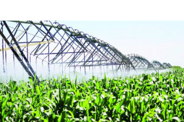 Namibia among top destinations for South African maize