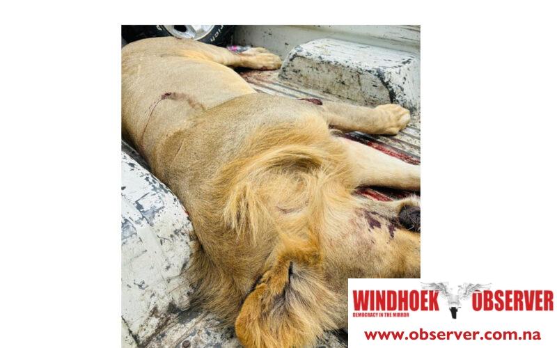 Lion mauls resident of Katima