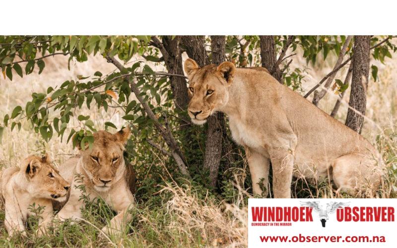 Return of translocated lions revives fear in Ngonga