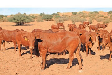 GDP growth slowed to 1.7% in 2025