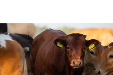 Over 80% of livestock now processed locally