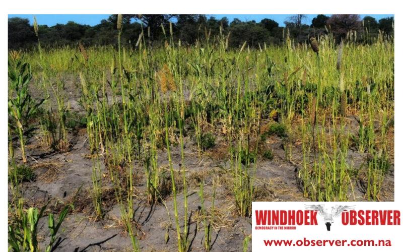 Locust outbreak in Zambezi threatens food security