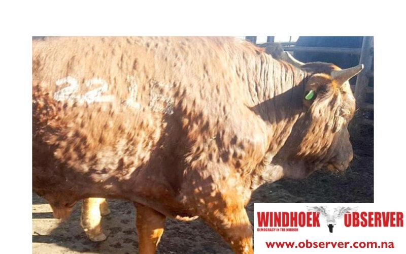 Vaccination campaign launched against lumpy skin disease