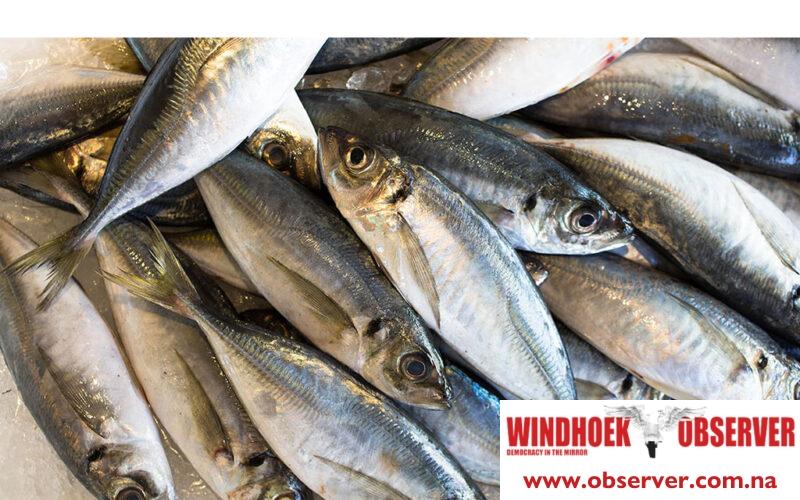Auction for 26,384 MT of horse mackerel