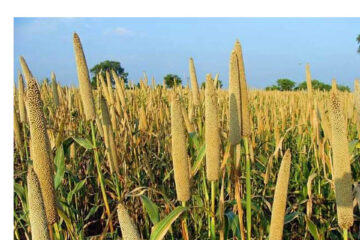 National cereal production estimated at 72 000 metric tons in 2024
