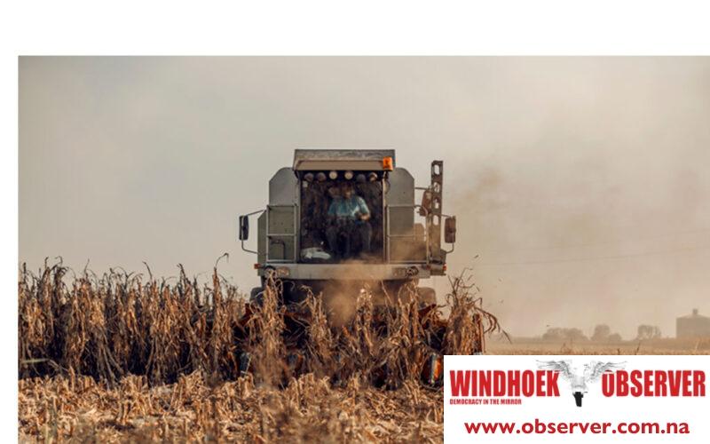 Maize supply a major challenge