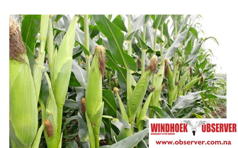 Environmental assessment for GMO maize underway in Oshikoto