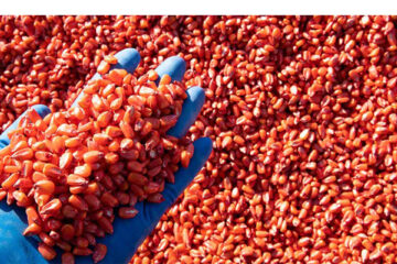Namibia lifts ban on maize seed imports from SA