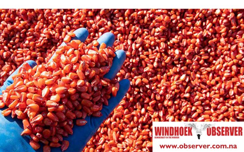 Namibia lifts ban on maize seed imports from SA