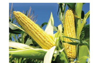 Maize harvest expected to reach 100 000 tonnes