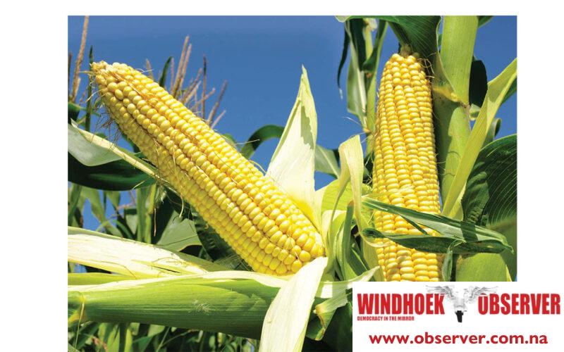 Maize harvest expected to reach 100 000 tonnes