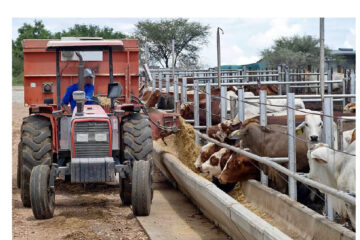 Meatco denies involvement in missing 400 cattle
