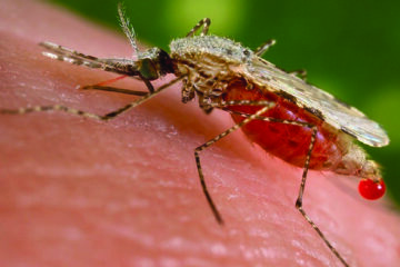 Malaria cases climb to 8 760 in one month