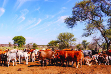 Namibia’s agriculture, mining sectors face sharp divergence