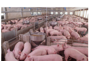 Usakos piggery to handle 14 400 pigs