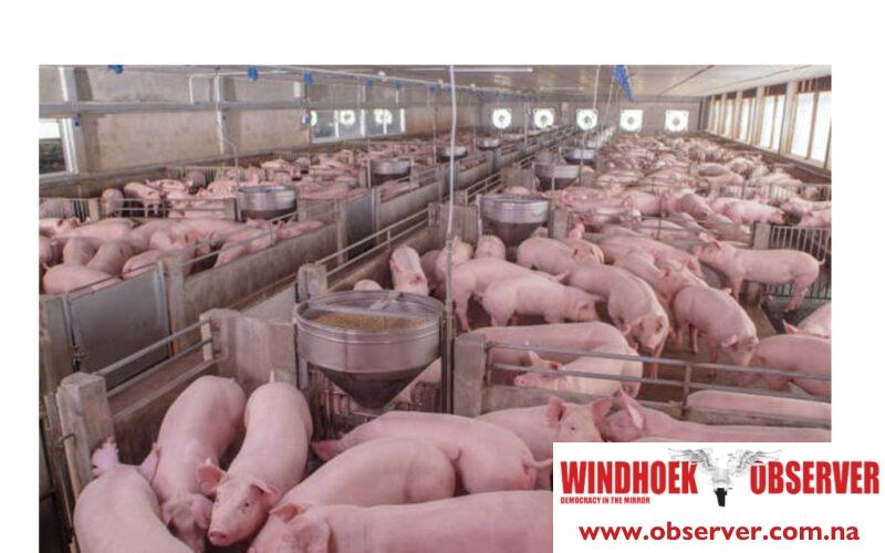 Usakos piggery to handle 14 400 pigs
