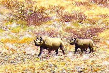 MEFT probes poaching of breeding black rhino in Kunene 