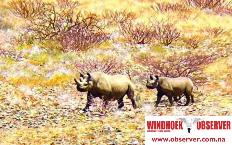 MEFT probes poaching of breeding black rhino in Kunene