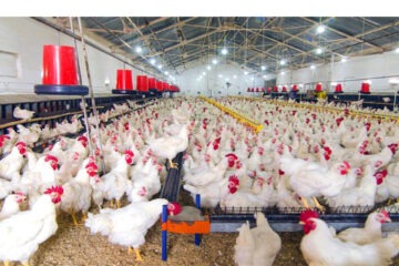 Poultry import restrictions lifted 