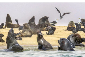 First rabies case among seals confirmed at Walvis Bay