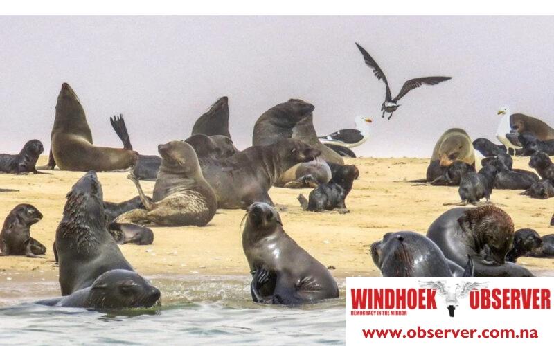 First rabies case among seals confirmed at Walvis Bay