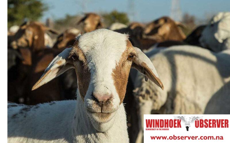 Sheep exports valued at N$97m in March