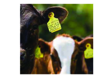 Stock brand fees to increase from February 