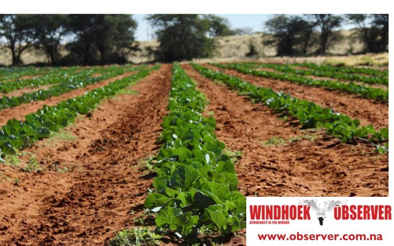 Lüderitz secures N$65 000 for greenhouse projects