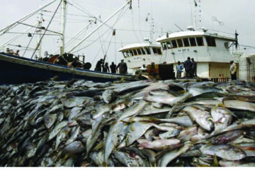 Walu Fishing has no legal right to quota – MAFWLR 