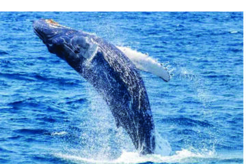 ‘Mass whale and dolphin sighting at Walvis Bay signals healthy ocean’ – Marine experts 