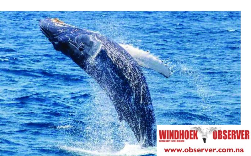 ‘Mass whale and dolphin sighting at Walvis Bay signals healthy ocean’ – Marine experts