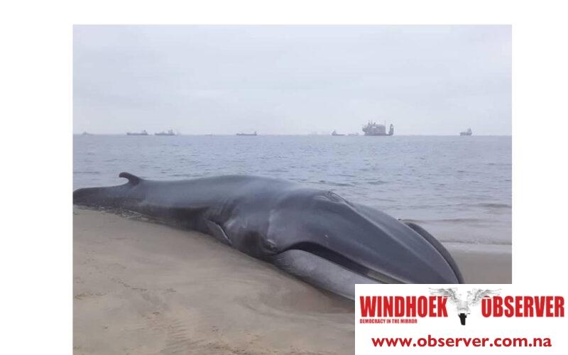 Pollution most likely doomed beached whale near Walvis Bay